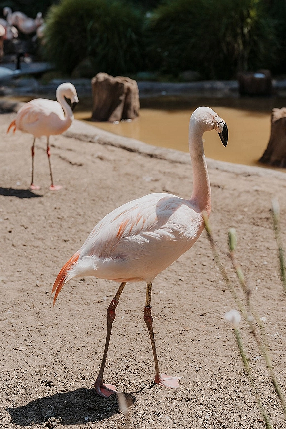 Flamingo photo of a pink flamingo bird standing in profile by a pond, with rocks, sandy ground, and greenery behind