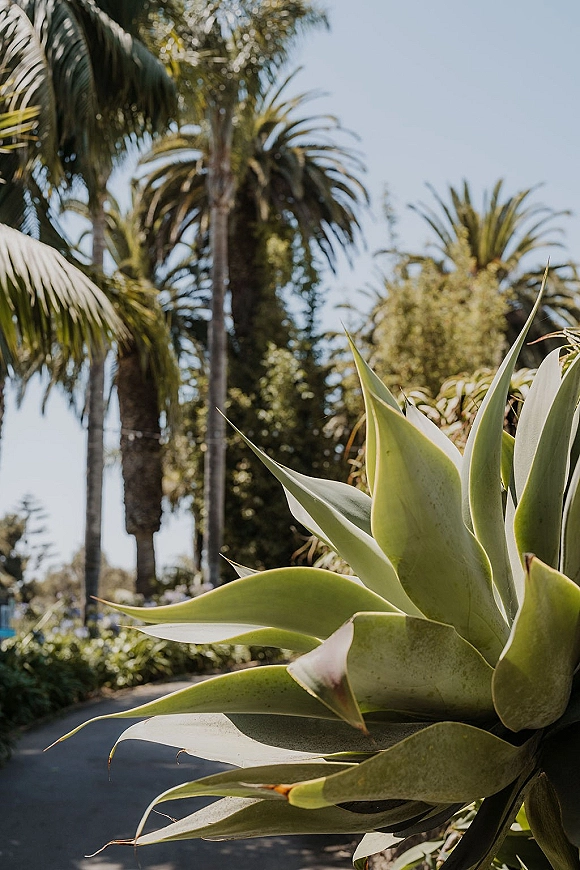 Tropical greenery with agave plant leaves and palm fronds, lining a paved garden path beneath palm trees and blue sky