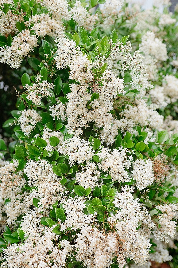 White flowering shrub with white blossoms and green leaves on branching stems, set against dense garden greenery backdrop