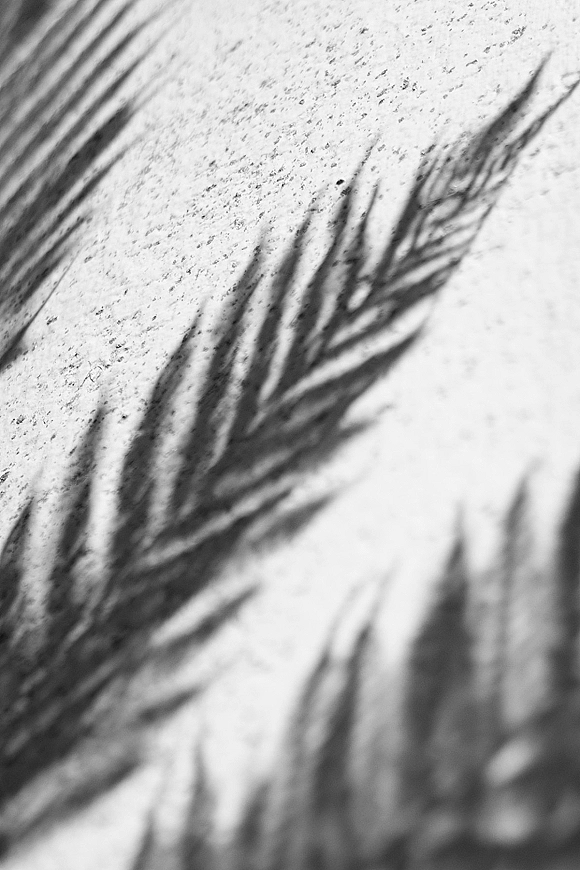 Palm frond shadows cast a palm leaf shadow across a sunlit stucco wall, creating a minimalist tropical backdrop pattern