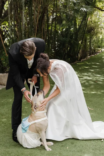 Wedding dog photo of bride and groom with dog wearing a blue bow on a garden pathway, framed by palm trees and a lush lawn.