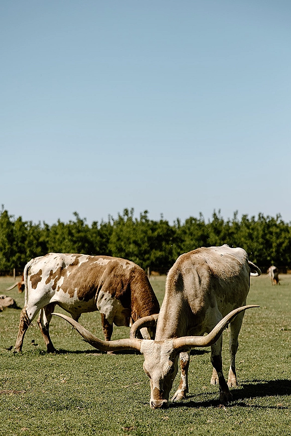 Longhorn cattle grazing with long horns in a grassy pasture, with a distant tree line and blue sky overhead