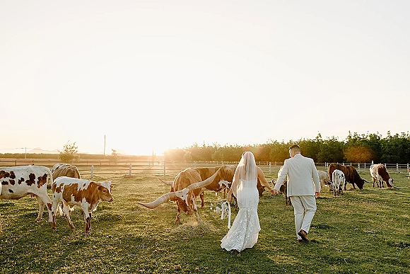 Couple portrait of bride and groom walking away holding hands, veil and bouquet trailing, with longhorn cattle in a sunset pasture field