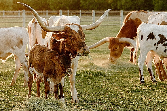 Longhorn cattle grazing in a pasture field, cow and calf near a fence line with trees, munching hay amid tall grass