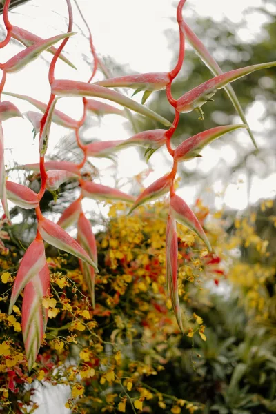 Floral installation, a hanging flower installation featuring bold heliconia, suspended against garden foliage and sky.