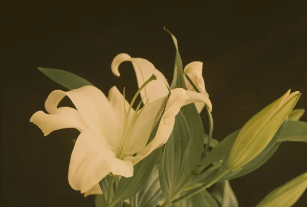 Wedding bouquet of white lilies with green leaves and long stems, softly lit in a dark, moody background for elegant bridal details