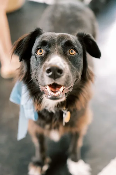 Wedding dog sits attentively, capturing the charm of dogs at weddings, with a soft blue ribbon on its collar catching the light.