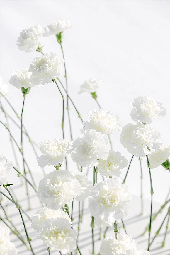 White carnation flowers arranged as a white carnation bouquet with stems and buds against a clean white backdrop for minimalist decor