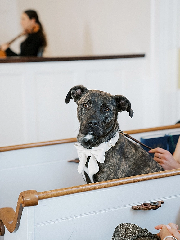 Wedding dog in a white bow tie sitting on a church pew with leash and collar, framed by white walls, wooden trim, and guests behind
