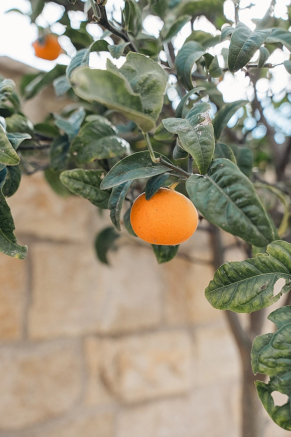 Orange tree detail with citrus wedding decor, showing ripe oranges and glossy leaves on branches against a garden wall outdoors