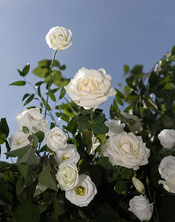 White wedding flowers and white rose arrangement of roses, spray roses, and green foliage against a bright blue sky backdrop