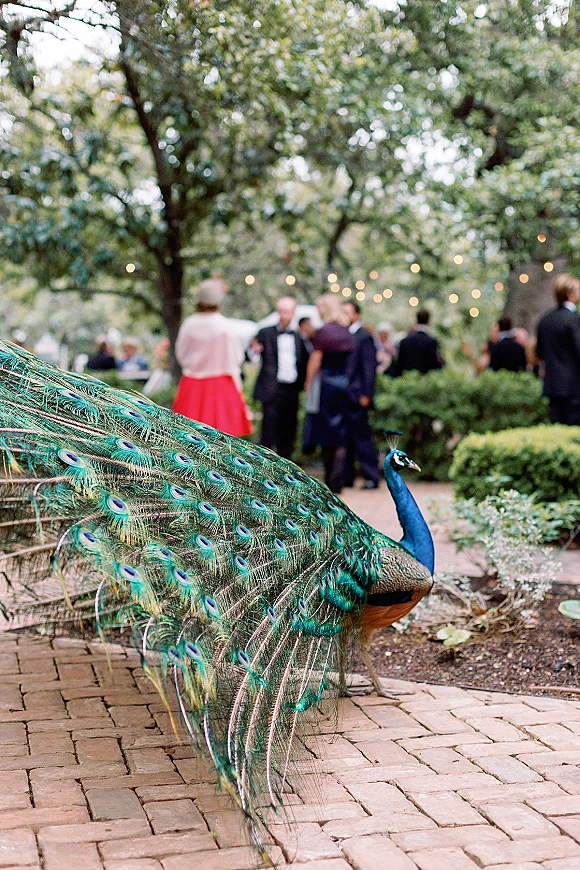 Wedding peacock struts along an outdoor garden walkway, blue-green train feathers fanned beneath string lights as guests mingle nearby
