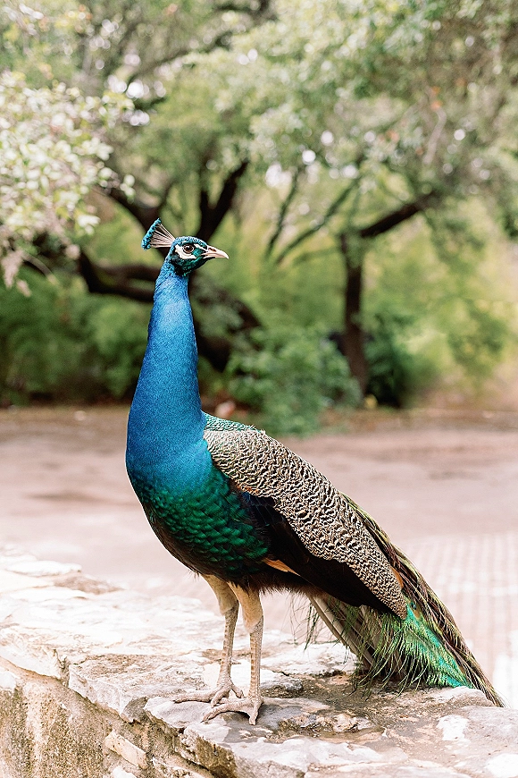 Peacock portrait showing a blue peacock close up on a stone ledge, crest and iridescent feathers against leafy garden trees and path