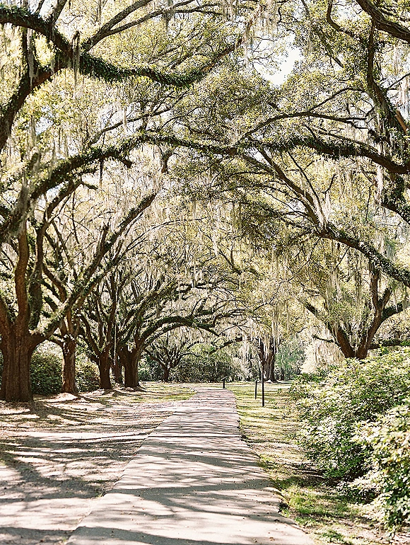 Tree lined walkway beneath an oak tree canopy path, live oaks with hanging moss casting dappled sunlight along the grassy aisle