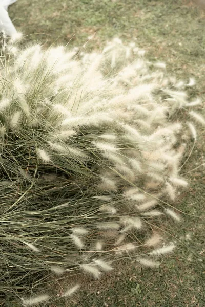 Pampas grass decor pampas grass arrangement laid low as a textured dried grass accent on a grass lawn for an outdoor ceremony aisle