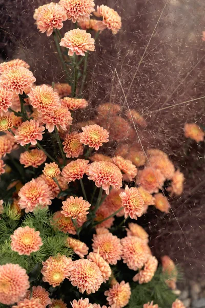 Wedding florals with peach wedding flowers, peach chrysanthemums and greenery arranged low among ornamental grass on garden soil