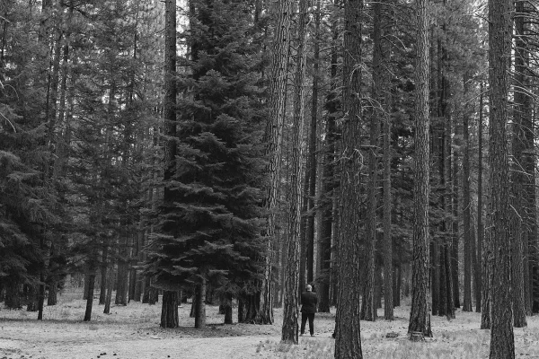 Wedding first look as groom waiting first look in a tuxedo among tall pine trees, standing on the forest floor in a moody scene