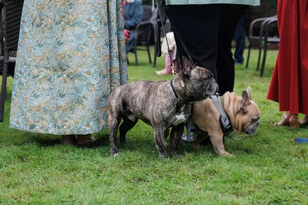 Dogs at wedding as a French bulldog poses beside another pup on leashes, on a grass lawn near outdoor chairs during the ceremony.