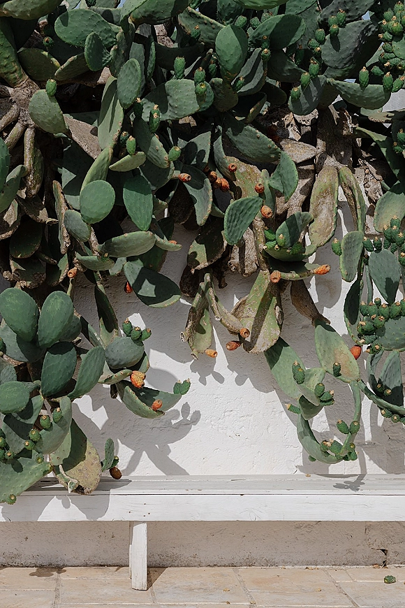 Cactus wall with prickly pear cactus pads casting sunlit shadows on a white stucco wall above a white bench and stone tile floor