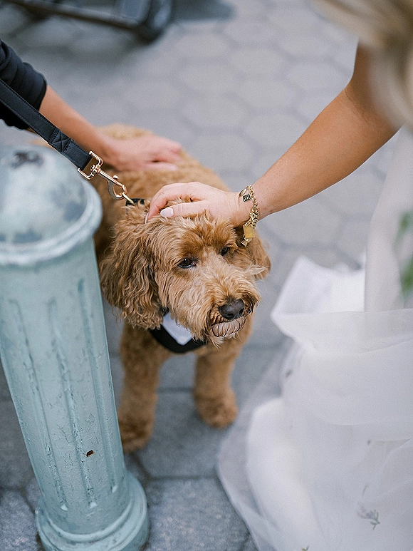 Wedding dog photo of a bride petting her leashed dog beside her bridal dress, bracelet and ring visible on stone pavement near a street post