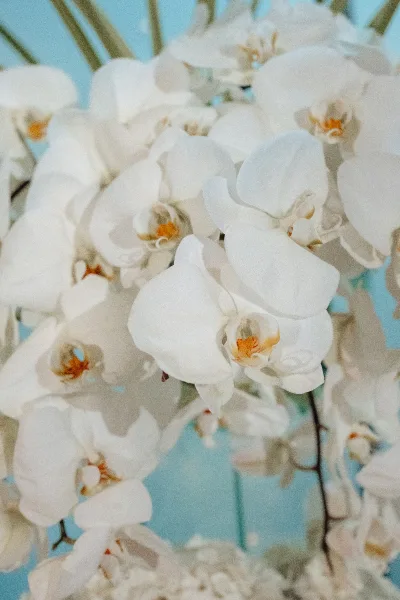 Orchid arrangement of white orchid wedding flowers, featuring arching phalaenopsis orchids against a soft blue backdrop.