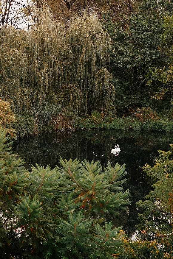 Swans on pond drifting together beside a weeping willow, their reflections rippling in still water framed by forest foliage