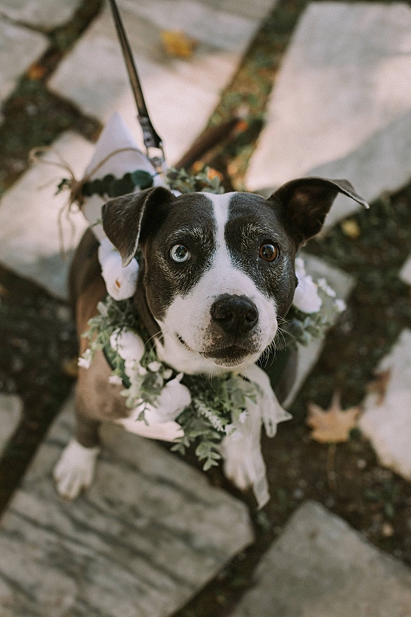 Wedding dog portrait of a pup in a floral collar and harness on a stone walkway scattered with fallen leaves, leash attached