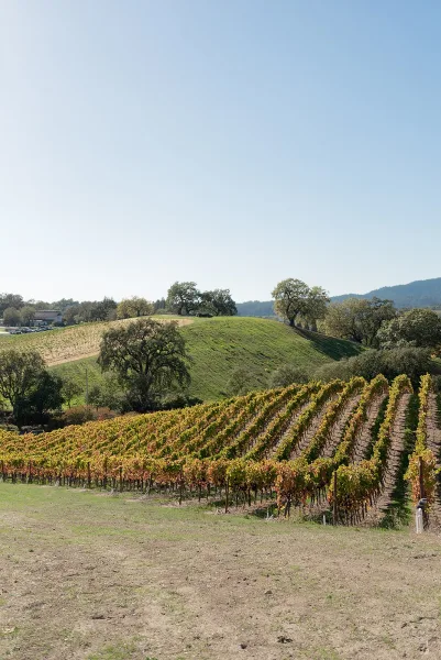Vineyard landscape with vineyard rows stretching along a dirt path, fence posts leading to rolling hills, oak trees, and distant mountains under blue sky