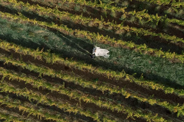 Couple portrait in an aerial wedding photo, bride in long veil and groom in tuxedo walking hand in hand down a vineyard path at golden hour