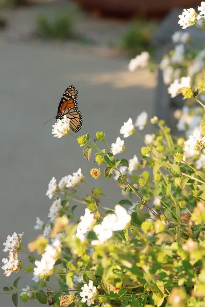 Butterfly on flowers sipping nectar from white blossoms with an orange-and-black accent, framed by green leaves and a blurred walkway