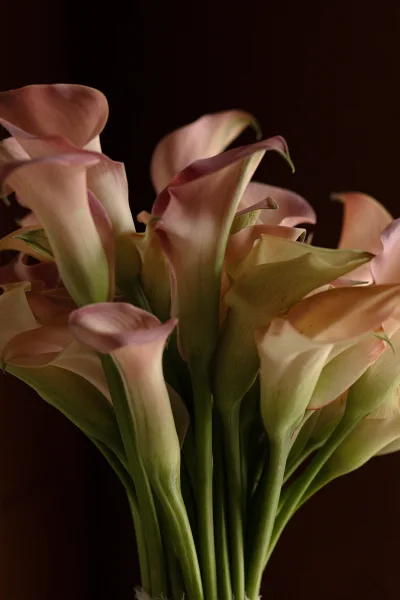 Calla lily bouquet in soft pastels, long stems tied with a ribbon, styled as a pastel wedding bouquet against a dark backdrop.