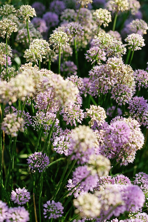 Wedding floral detail featuring purple wedding flowers with white blooms and green stems against lush garden greenery foliage