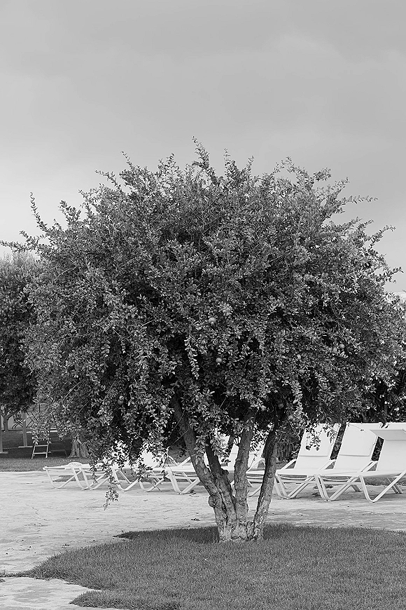 Outdoor tree with dense foliage shading a grass and sandy lawn, with lounge chairs in the distance under a cloudy sky