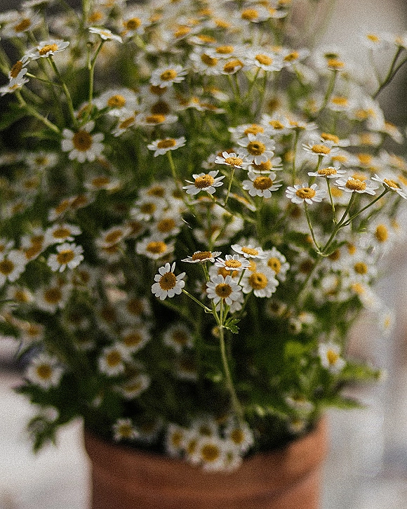Daisy bouquet held close up, chamomile bridal bouquet with fresh greenery and long stems against a softly blurred neutral background