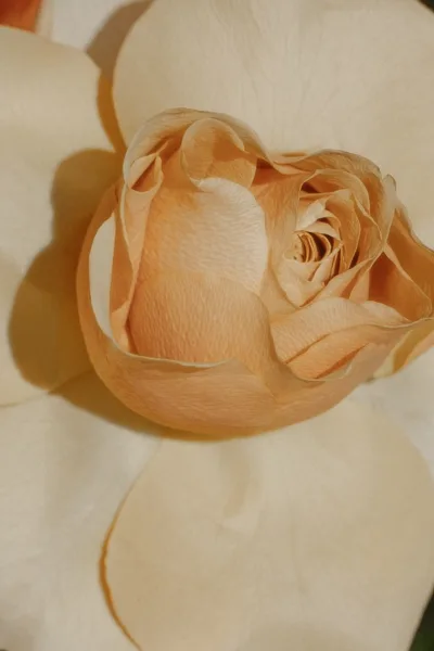 Rose close-up of a peach rose with layered petals against soft white petals, showing delicate blush tones and floral texture