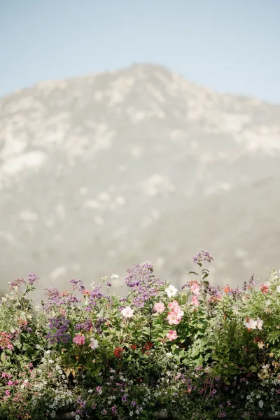 Wildflower landscape with mountain wildflowers in a pink and purple meadow, green foliage accents, and a hazy mountain and sky backdrop