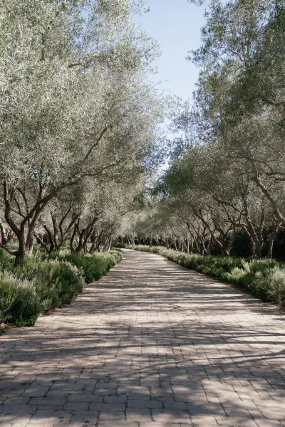 Ceremony aisle with stone paver walkway bordered by lavender bushes, leading through olive trees and lush greenery under open sky