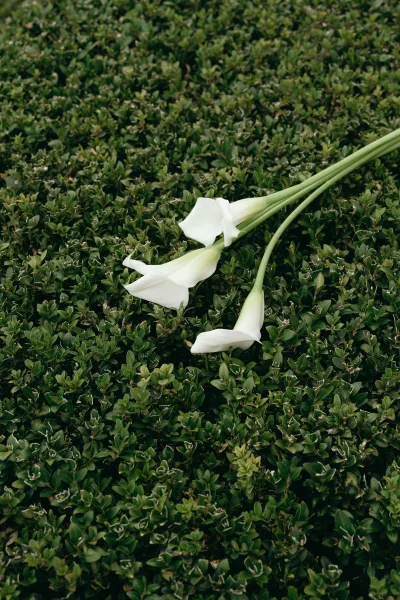 Calla lily bouquet of white blooms with long green stems resting on lush green hedge foliage, a minimalist wedding floral detail