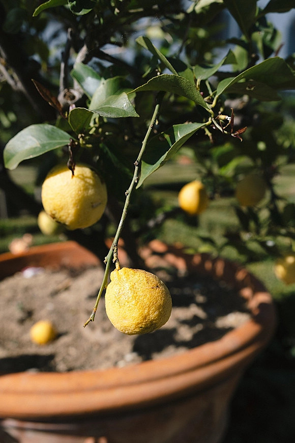 Lemon tree in pot with ripe lemons and glossy green leaves, planted in a terracotta pot on a sunlit grass lawn in the garden