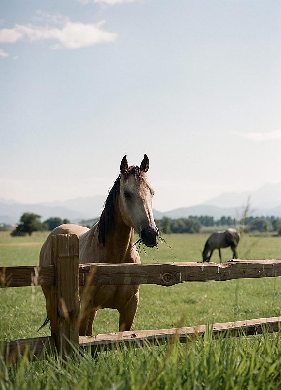 Horse in pasture behind a wood fence, grazing in an open field with distant trees and mountains under a cloudy sky