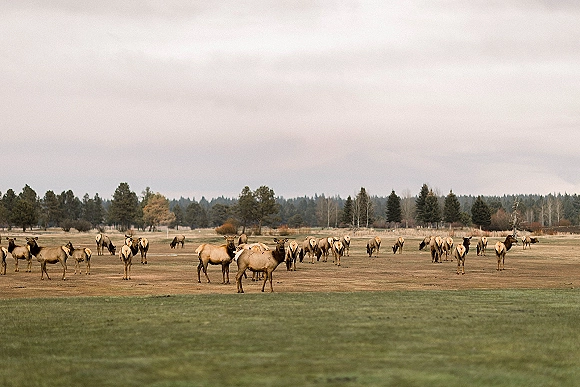 Elk herd grazing in an open field of tall grass with a distant tree line and forest backdrop under a cloudy sky