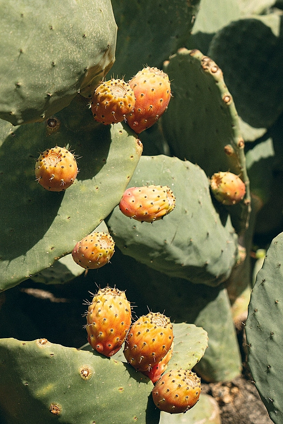 Prickly pear cactus with prickly pear fruit, showing spiny green pads and orange fruit in sunlit outdoor setting with shadows