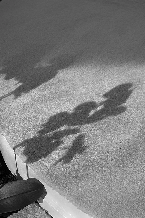 Wedding bouquet casting a bridal bouquet shadow on the ground, ribbon-wrapped flowers in sunlight with crisp, dramatic shadows