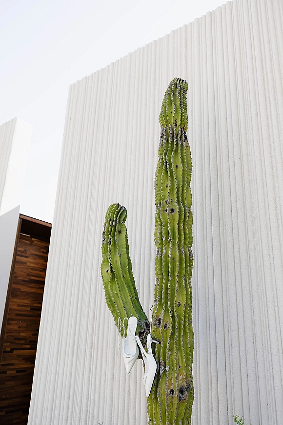 Wedding shoes, white slingback heels balanced on a tall cactus against a white corrugated wall and wooden doorway in a modern desert scene