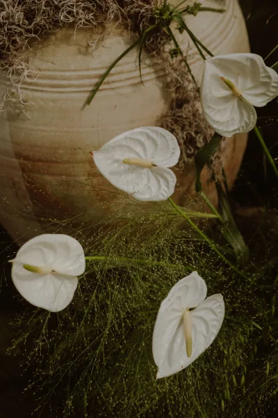 Anthurium flowers, white anthurium blooms accented with Spanish moss, styled in a ceramic urn and framed by soft greenery.