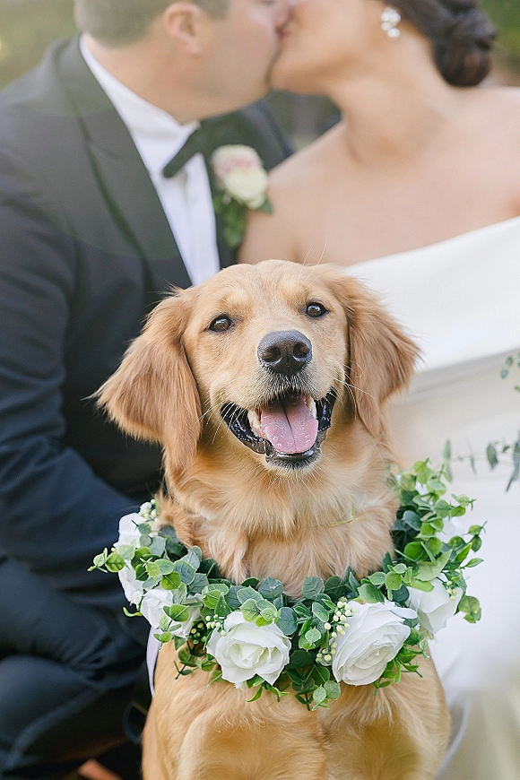 Wedding dog portrait of a golden retriever wearing a white rose and eucalyptus collar, with the couple kissing in soft outdoor greenery behind