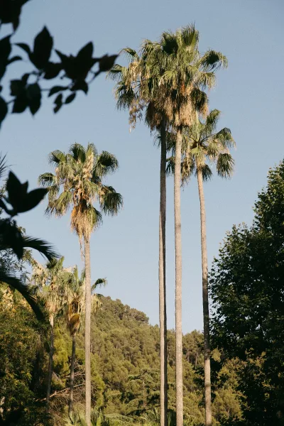 Palm trees, tall palm trees lining a hillside, have crowns framed by foliage against a clear blue sky and a backdrop of distant forest.