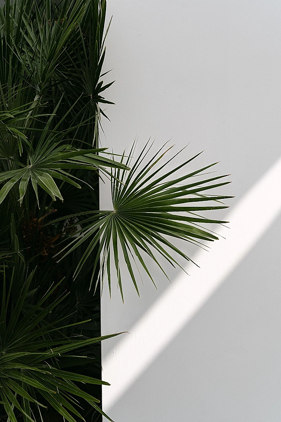 Palm leaf backdrop with tropical wedding backdrop styling, layered greenery against a white wall with sunlit shadows