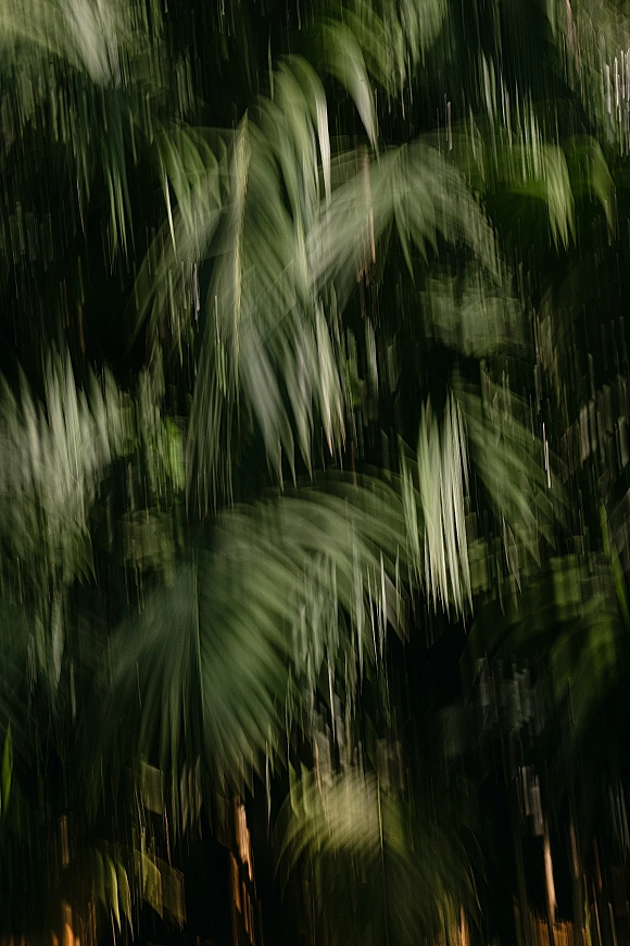 Tropical foliage background with palm leaf backdrop, overlapping dark green leaves and palm fronds forming a dense greenery wall