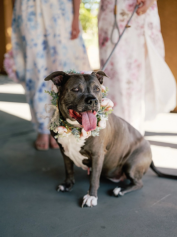 Wedding dog portrait of a black and white pup with a blush floral collar and leash on a sunlit porch beside bridesmaids in floral dresses